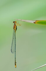 Sticker - Closeup of a dragonfly perched on top of a vibrant green flower