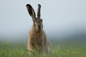 Wall Mural - Large brown European hare (Lepus europaeus) standing on a lush green field of grass