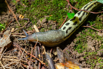 Wall Mural - Limax maximus - leopard slug crawling on the ground among the leaves and leaves a trail