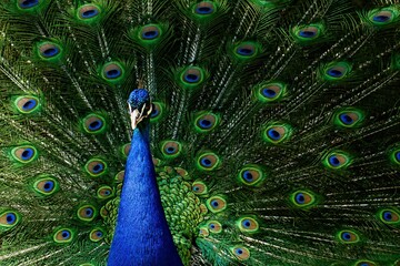 Poster - a peacock with bright blue feathers spread out in the air