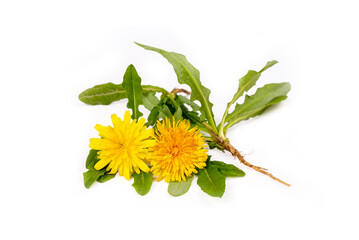 Wall Mural - Common dandelion (Taraxacum officinale) on white background