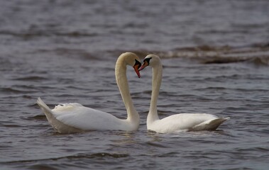 Sticker - Swans pairing to mate in Indianapolis.