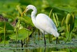Majestic Great White Egret at Play