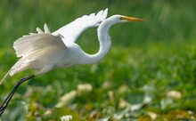 Majestic Great White Egret At Play