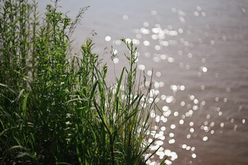 Poster - tall green plants growing near the water's edge with sparkling sunlight