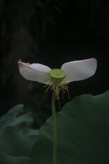 Canvas Print - Closeup shot of a delicate lotus flower with green leaves in the background.