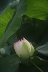 Canvas Print - Closeup shot of a delicate lotus flower with green leaves in the background.