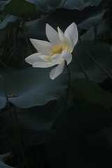 Poster - Closeup shot of a delicate lotus flower with green leaves in the background.