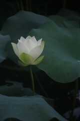 Canvas Print - Closeup shot of a delicate lotus flower with green leaves in the background.