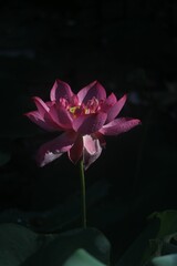 Sticker - Closeup shot of a delicate pink lotus flower with green leaves in the background.