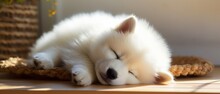  Cute White Pomeranian Puppy Sleeping Pet Dog