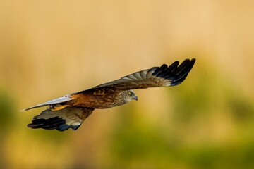 Poster - Majestic Western marsh harrier bird soaring among a backdrop of lush evergreen trees