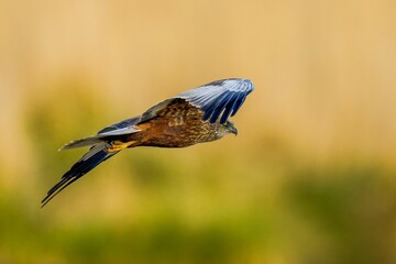 Poster - Majestic Western marsh harrier bird soaring among a backdrop of lush evergreen trees