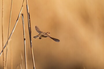 Canvas Print - Common Reed Bunting bird gracefully flies through a clear sky, its wings outstretched