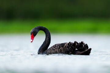 Poster - a black swan with an orange beak swimming in the water