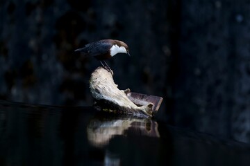 Wall Mural - Beautiful bird is perched atop a tree branch, surrounded by a tranquil body of water