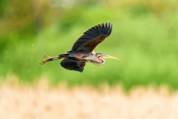 Wall Mural - Majestic heron soaring through the clear sky against a lush green background