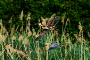 Wall Mural - Great Blue Herons in flight, soaring above tall reeds in a natural marshland setting