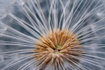 Sticker - Close-up of a dandelion flower