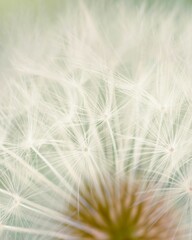 Sticker - Close-up of a dandelion flower