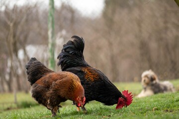 Sticker - two chickens pecking on the grass by a dog in the background