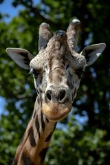 Wall Mural - Closeup shot of the head of a giraffe