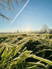 Sticker - Ealing Common on a chilly winter day featuring frosted grass and leafless trees