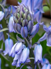 Canvas Print - Fresh Growth of a Purple Blue Bell Flower in spring.