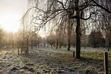 Sticker - Grassy meadow with leafless trees on an early winter morning.