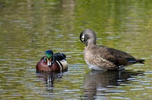 Female And Male Wood Ducks In A Pond In Victoria, BC Canada