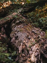 Sticker - Closeup of mushrooms growing on a mossy tree  trunk in a forest