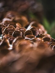 Canvas Print - Closeup of mushrooms growing on a mossy tree  trunk in a forest