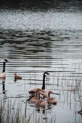 Poster - Vertical shot of a wild goose in a tranquil water in Sweden