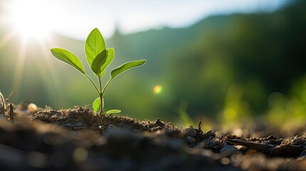 amidst the beauty of the countryside, a young withania plant can be seen growing in a field, exempli