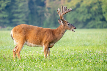 Canvas Print - Whitetailed deer buck in velvet