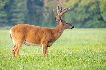 Wall Mural - Whitetailed deer buck in velvet