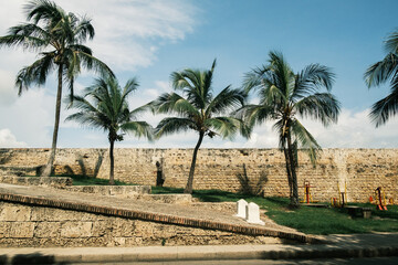 Poster - cartagena Colombia palm tree and walled wall old town city 