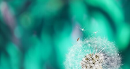 Wall Mural - Beauty white soft dandelion seeds on pastel background