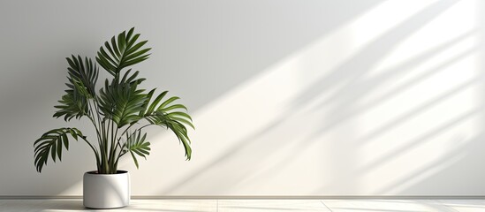 Aufkleber - A product presentation can be done in a studio with a white background that is free from any distractions. The room is empty but has shadows of windows, flowers, and palm leaves, creating a visually