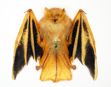Orange Tropical Bat Kerivoula Picta Isolated On White Close Up Macro, Fire Bat, Unusual Animal