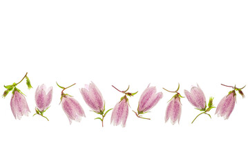 Wall Mural - bell flowers in a row on a white background. top view, flat lay. beautiful composition of pink bells
