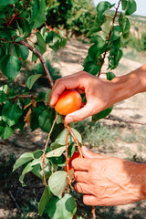 Wall Mural - man collects a ripe apricot from the branch