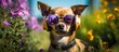 A brown chihuahua dog wearing sunglasses and headphones is sitting on green grass in a garden with purple flowers in the background. The dog is looking at the camera with copy space.