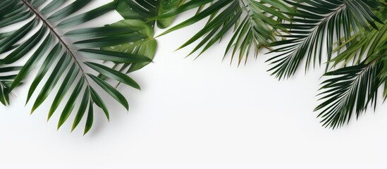 Sticker - Tropical palm leaves placed on a white background, representing the summer concept. is taken from a top-down perspective, showcasing a flat lay arrangement with empty space for text.