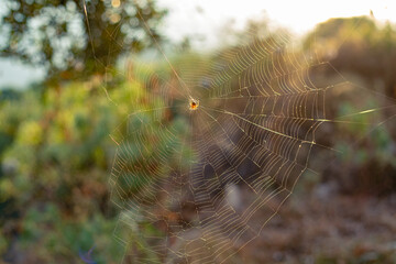 spider web in the morning