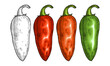 Whole orange, red and green pepper jalapeno. Vintage vector engraving