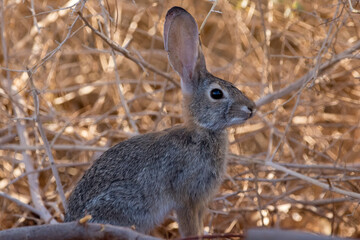 Canvas Print - Desert cottontail rabbit