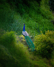 Blue And Green Peacock On Green Grass