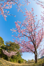 Cherry Blossom Tree Under Blue Sky