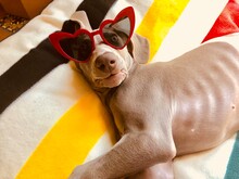 Dog Wearing Red Framed Sunglasses Laying On Textile